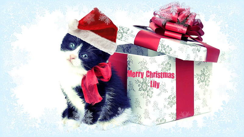 Merry Christmas Lily (Echosong), black, christmas, cat, kitty, HD wallpaper