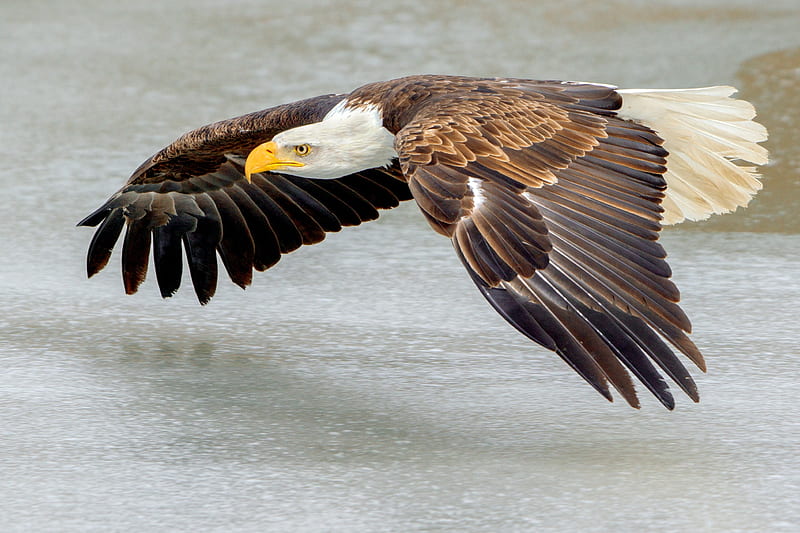 águila calva volando sobre hielo, alas, vuelo, hielo, pájaros, águila,  animal, Fondo de pantalla HD | Peakpx