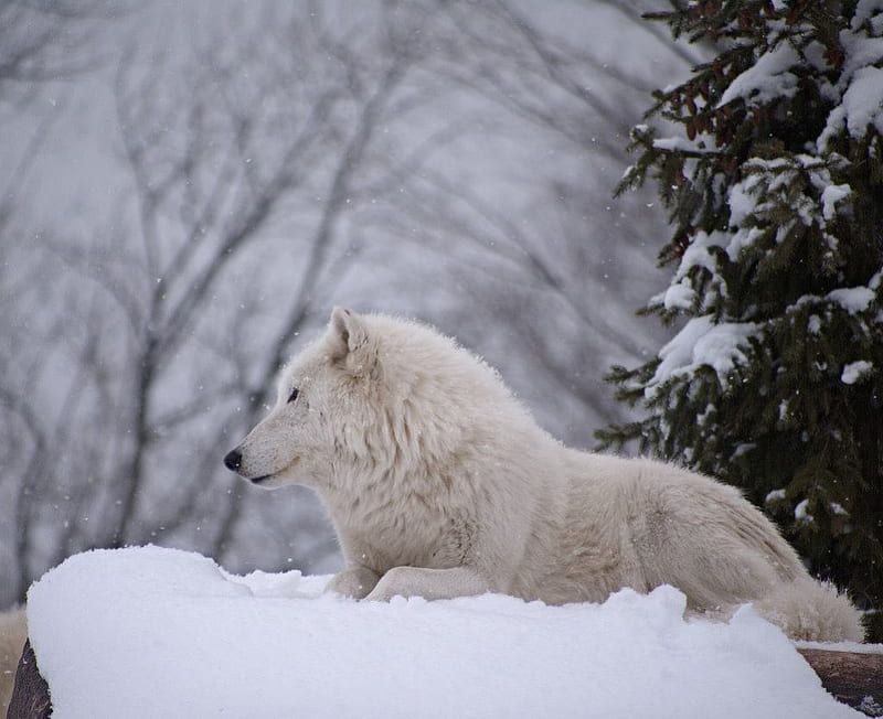 From book of wolves, bonito, wolf, white, winter, HD wallpaper | Peakpx