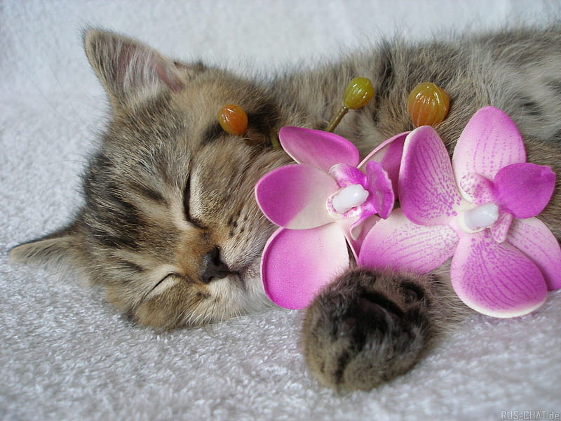 Sleepyhead, pet, feline, flower, cat, kitten, animal, sweet, HD wallpaper