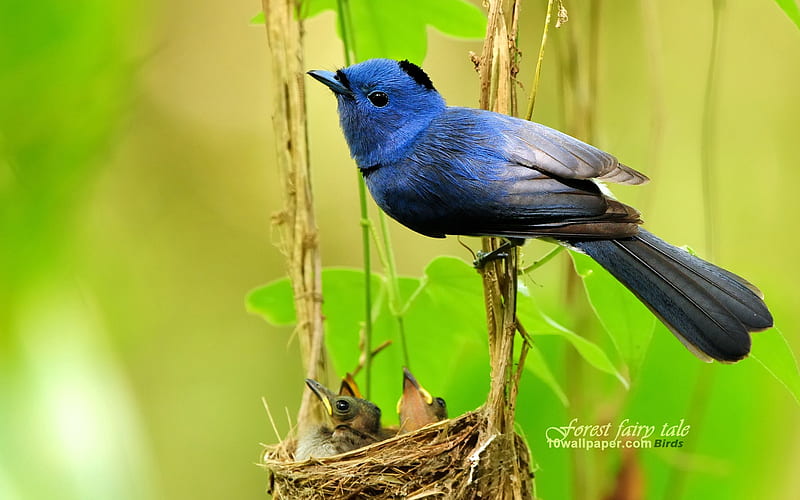 Blue Bird-Black-naped Blue Flycatcher bird, HD wallpaper