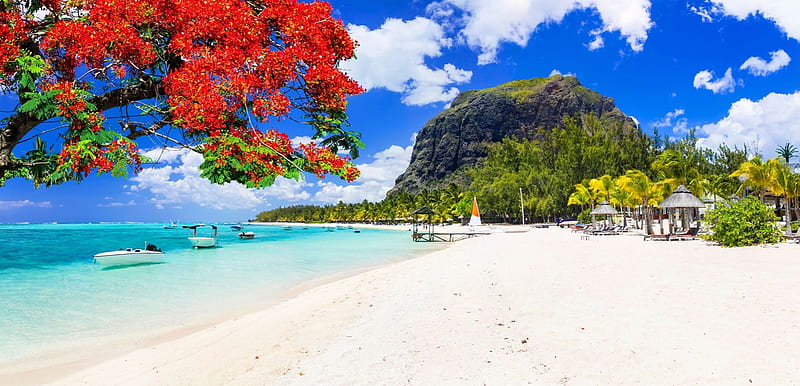 Mauritius, Ocean, summer, island, sea, sands, exotic, bonito, beach, tree, paradise, tropics, HD wallpaper