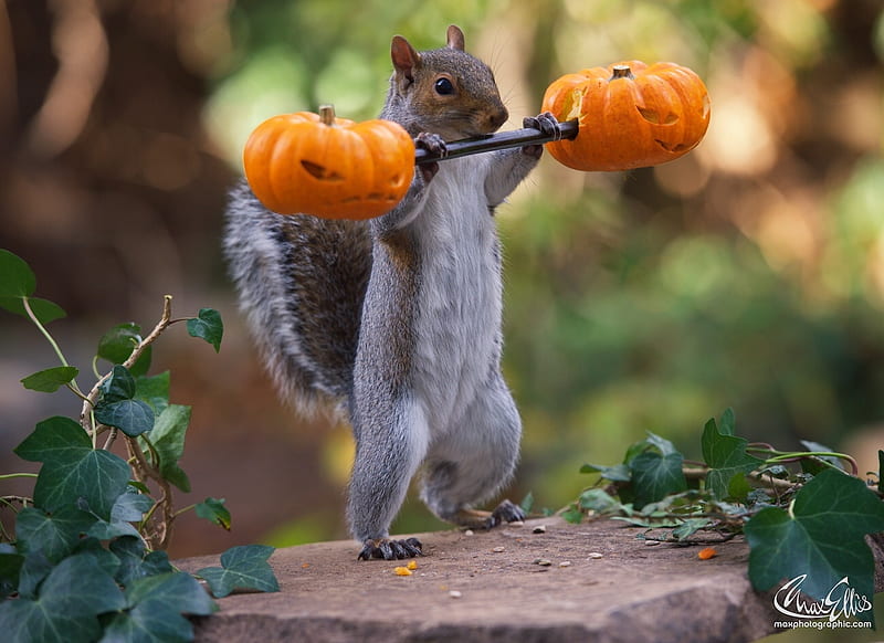 :D, squirrel, veverita, orange, halloween, pumpkin, funny, animal, HD wallpaper