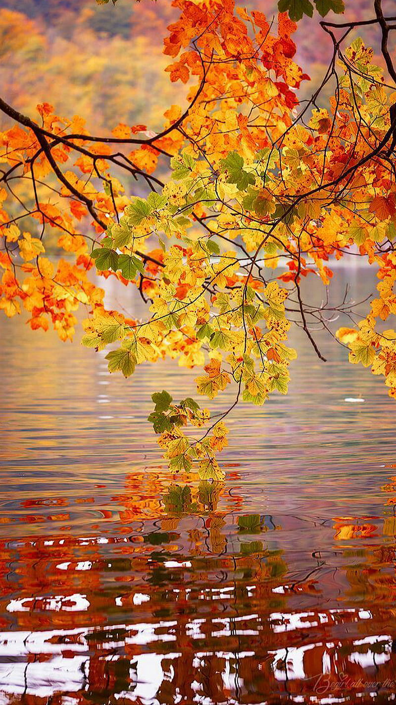 maple tree, lake, leaves, nature, reflection, water, HD phone wallpaper