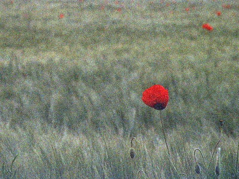 Grainy Poppies, red, poppy, grainy, flowers, nature, field, HD wallpaper
