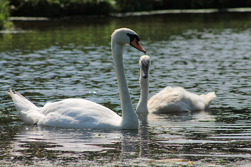 Swan with little swan, pic, swan, HD wallpaper | Peakpx