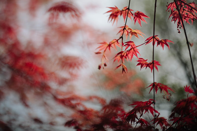maple, leaves, branches, macro, red, HD wallpaper