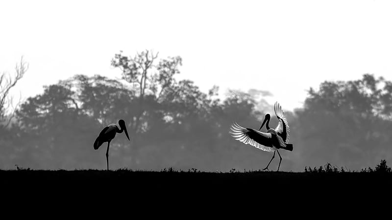 Bird Black & White Stork Birds, HD wallpaper
