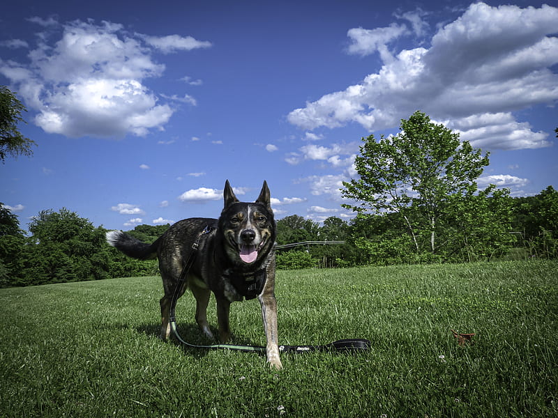 Black and Tan German Shepherd on Green Grass Field Under Blue and White Cloudy Sky during, HD wallpaper