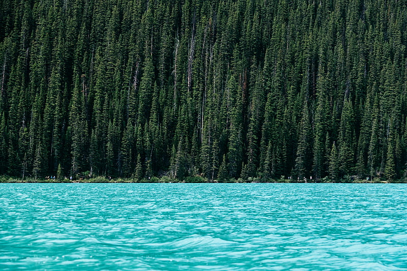 lake beside green pine trees, HD wallpaper