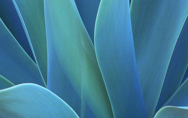 Agave 4K wallpapers for your desktop or mobile screen free and easy to  download