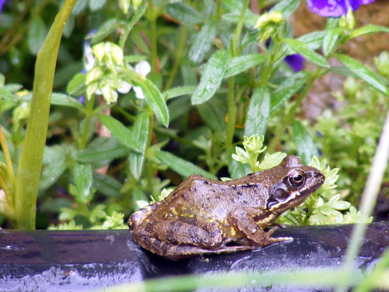 frog, pond, green, flower, garden, HD wallpaper