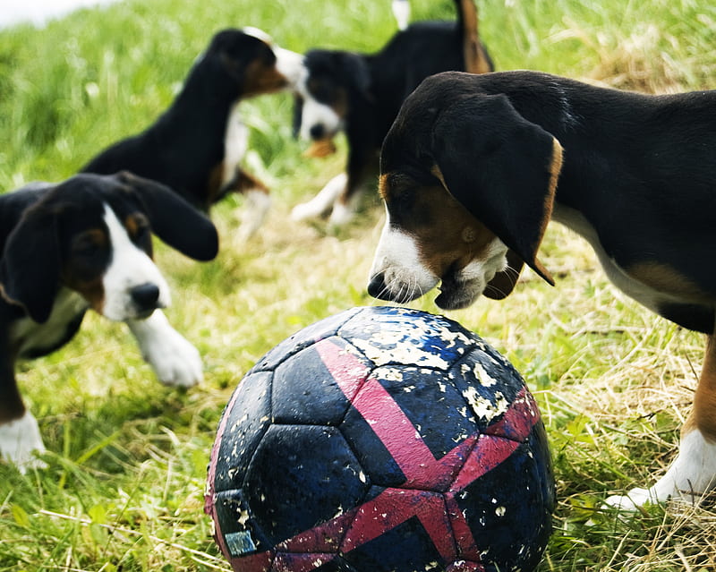 Puppies Playing, ball, cute, fun, games, HD wallpaper