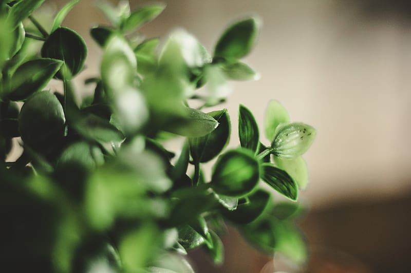 houseplant, leaves, green, macro, HD wallpaper
