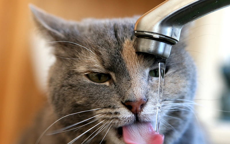 The Cat Quenches Thirst, water, flows, crane, cat, animal, HD wallpaper