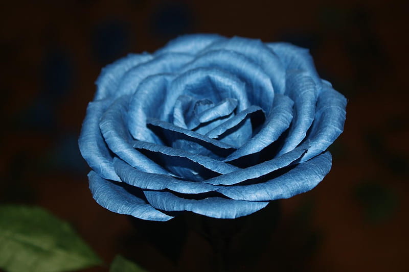 A lovely special blue rose for my one and only man that I Love and that is Bobby , wonderful, caring, honesty, friendship, loving, sweetheart, HD wallpaper