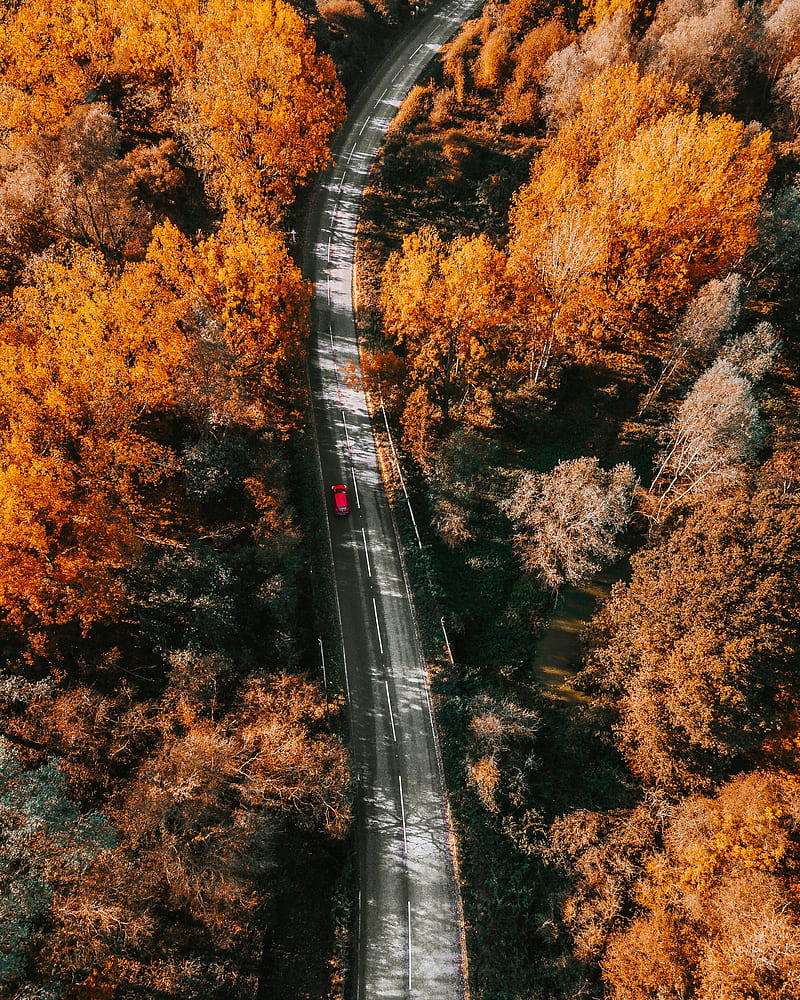 road, aerial view, trees, autumn, yellow, HD phone wallpaper