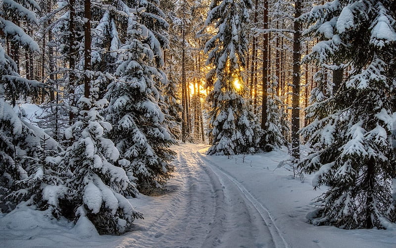 Winter Forest, trees, snow, forest, path, sunshine, winter, HD wallpaper