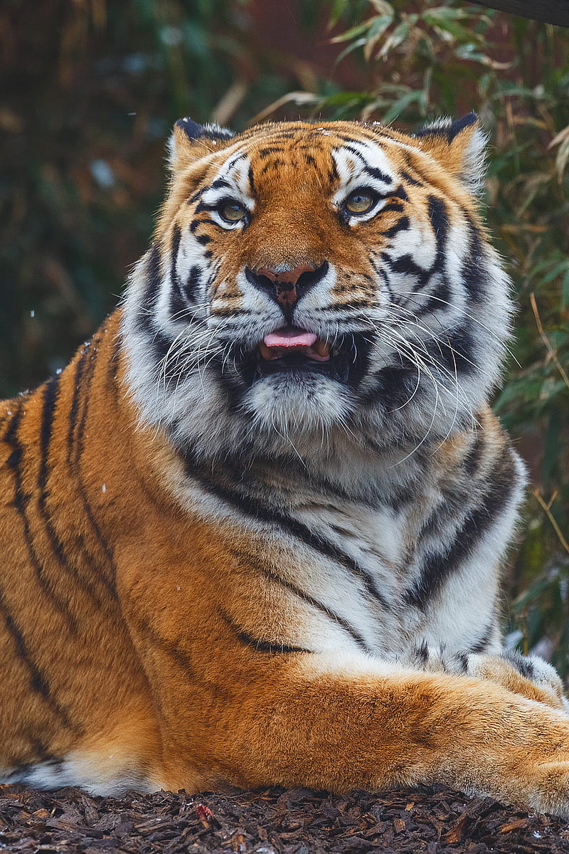 bengal tiger, HD phone wallpaper