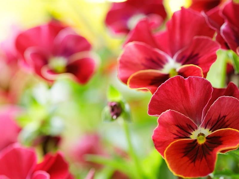 Red Pansy, red, flowers, pansy, macro, HD wallpaper | Peakpx