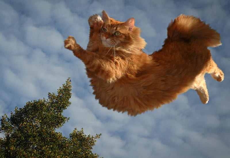 Flying cat, red, fun, cat, flying, HD wallpaper