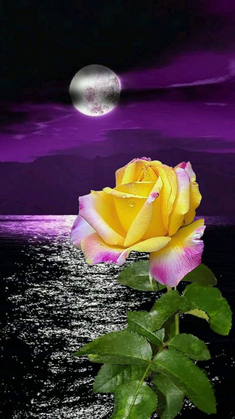 Beautiful rose, dark, love, moon, moonlight, night, ocean, purple, rose, sea, sky, HD phone wallpaper