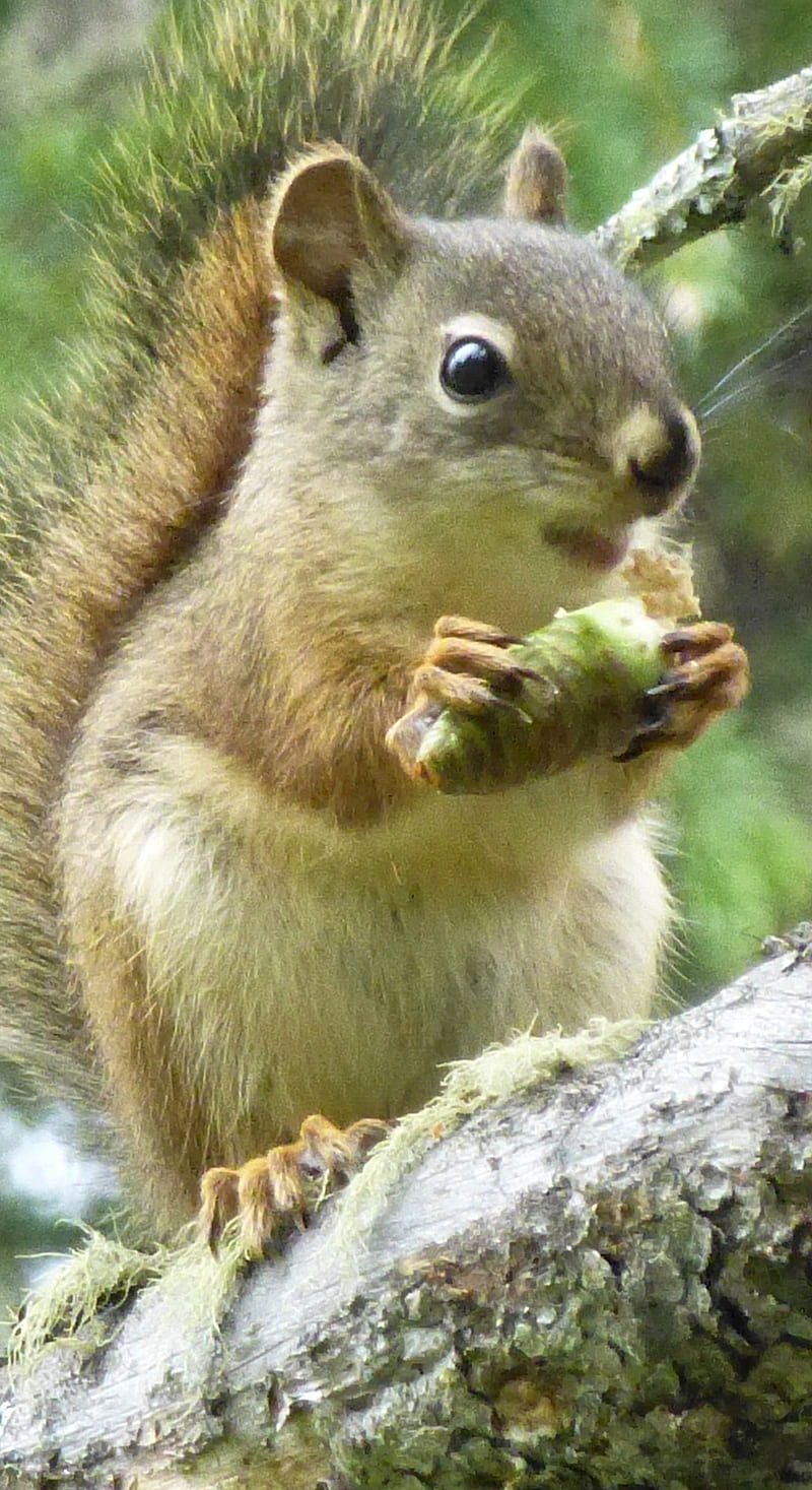 Little nutty, squirrel, wildlife, HD phone wallpaper