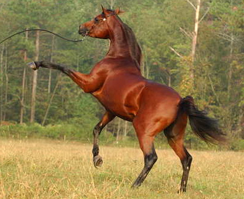 Pride, stallion, brown, horse, field, play, HD wallpaper