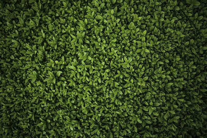 Wall With Green Plants, HD wallpaper
