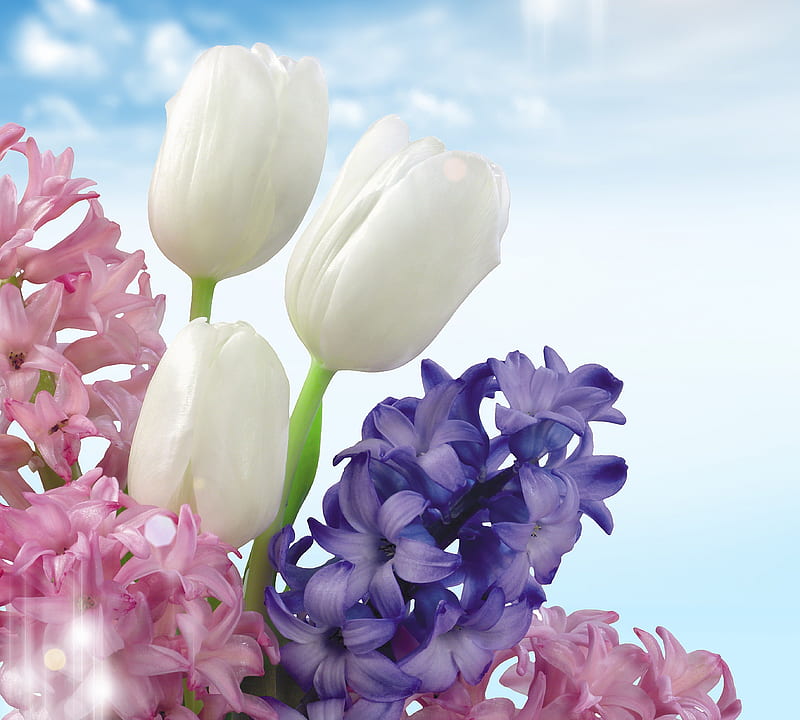 ๑ღ๑ Special For You, Jacqelinela! ๑ღ๑, hyacinths, pure, spring, sky, delicate, tulips, white, pink, blue, HD wallpaper