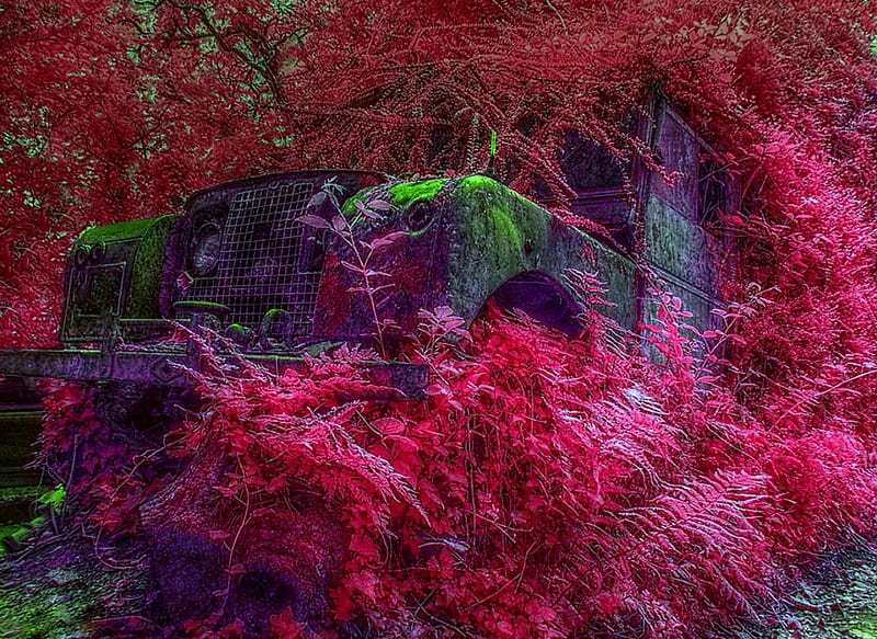 'Red Weed Covered', red, wonderful, covered, bonito, graphy, infrared, weeds, surreal, amazing, jeeb, colors, love four seasons, creative pre-made, trees, abstract, carros, plants, HD wallpaper