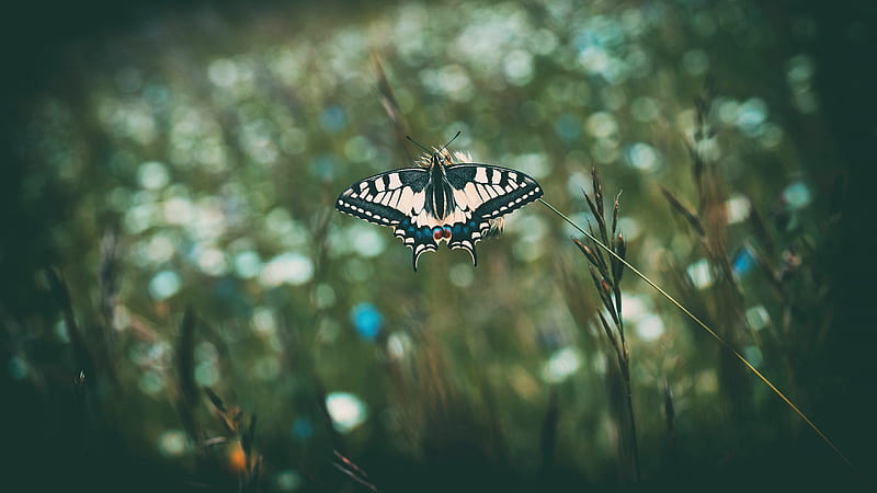 Animal, Butterfly, Insect, Macro, HD wallpaper