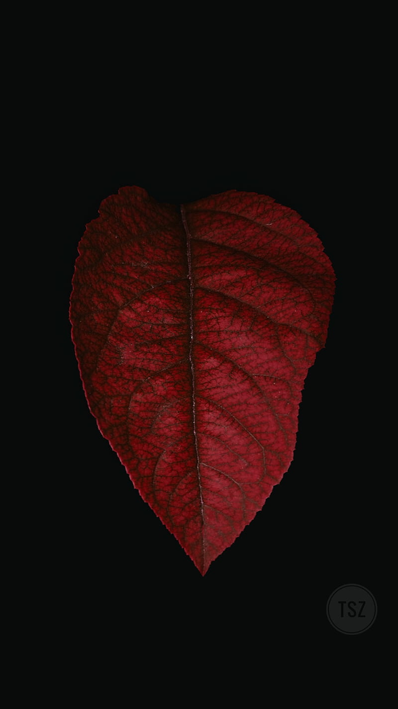 Red leaf, black, green, green leaf, redleaf, tsz, HD phone wallpaper ...