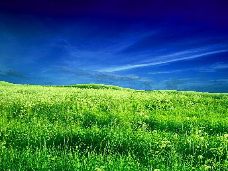land, forest, view, gress, sky, green, nature, land, dream, blue, HD wallpaper