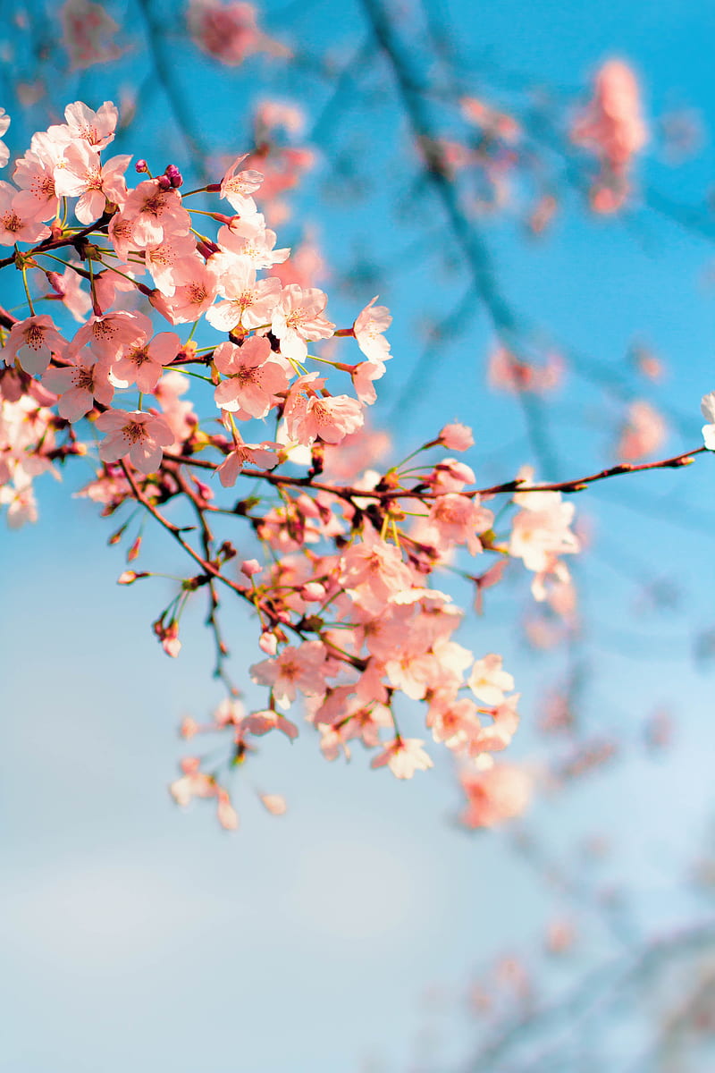 sakura, flowers, branch, spring, macro, pink, HD phone wallpaper