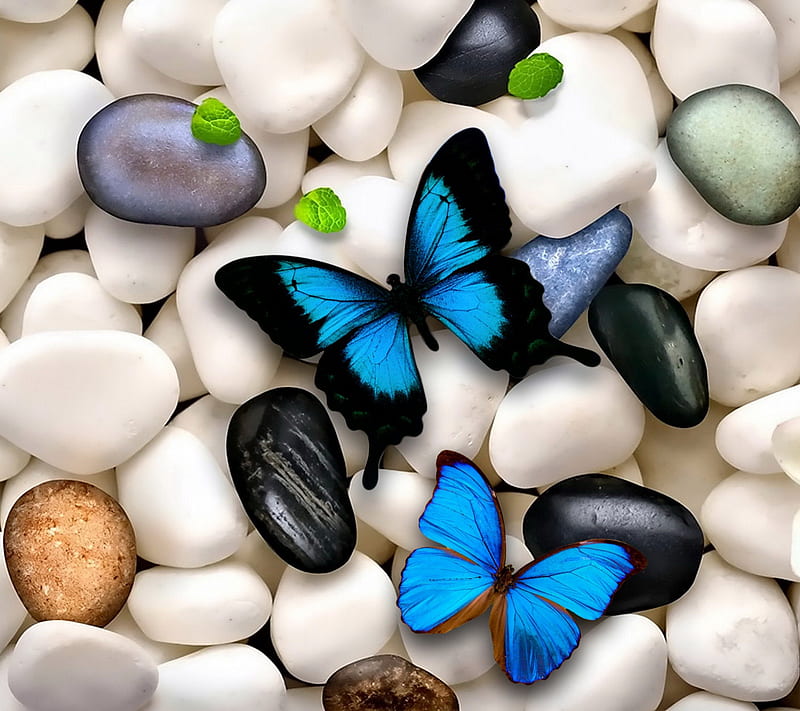 Butterflies on stones, beach, leaves, stones, butterflies, white, pebble, HD wallpaper