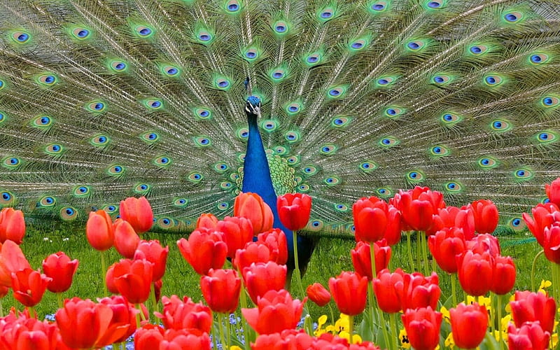 Pavo real, rojo, primavera, verde, pájaro, pluma, flor, tulipanes, azul,  Fondo de pantalla HD | Peakpx