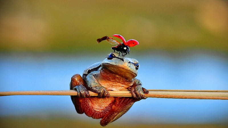 The Frog Prince !!, frog, head, sitting, bonito, lady bug, HD wallpaper