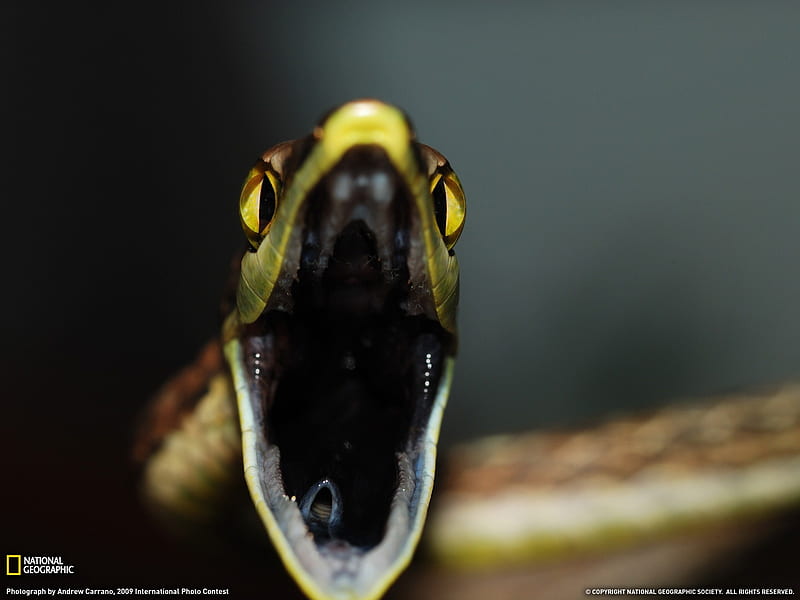 brown vine snake panama- National Geographic selected, HD wallpaper