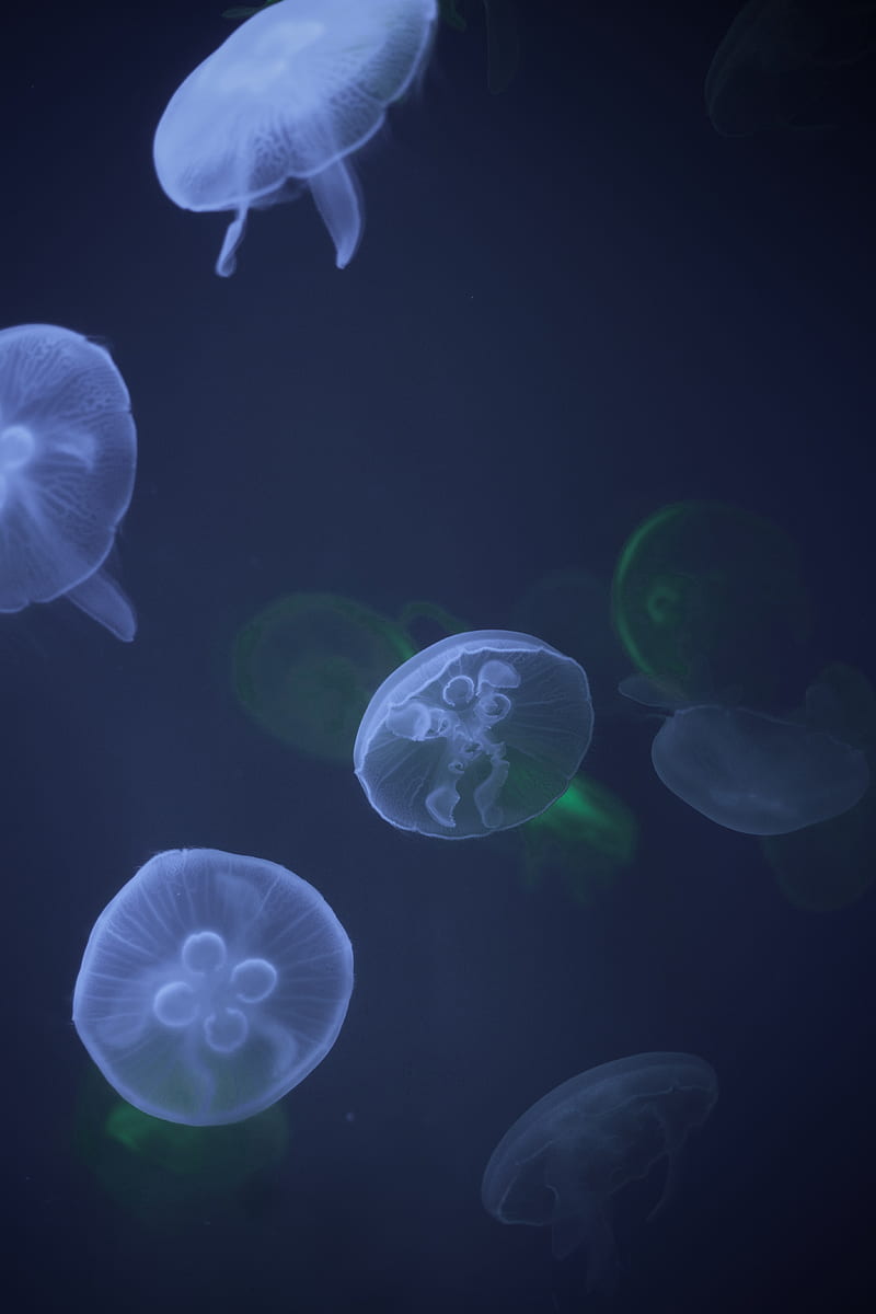 jellyfish, underwater, tentacle, water, HD phone wallpaper