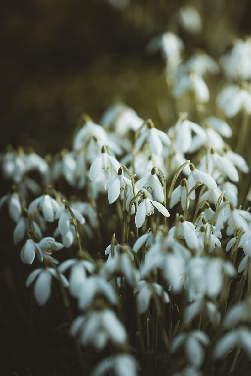 snowdrops, white, flowers, spring, HD phone wallpaper