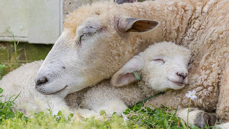 A Leicester Longwool lamb and her mother cuddle together in Colonial Williamsburg, Virginia, flowers, spring, sheep, usa, sweet, HD wallpaper