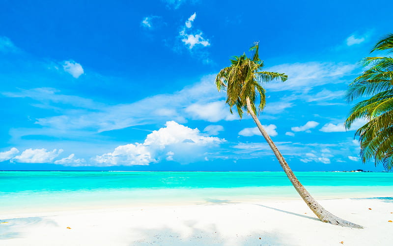 blue lagoon, beach, tropical island, palm tree, summer travel, ocean, white clouds, HD wallpaper
