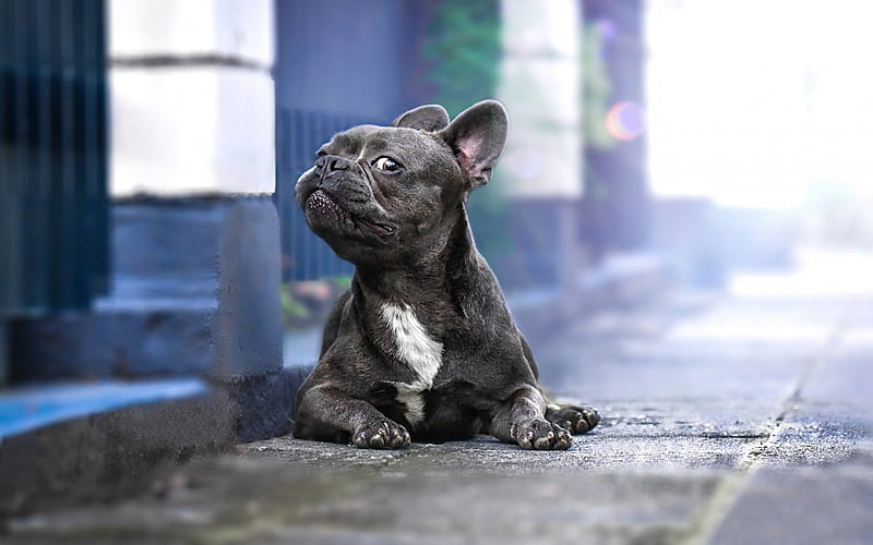 french bulldog, funny little dog, gray bulldog, pets, dogs, HD wallpaper