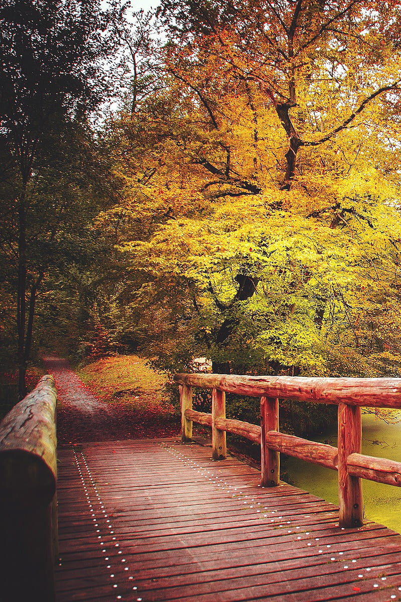 Bridge, atqnn, autumn, forest, leaf, nature, HD mobile wallpaper | Peakpx