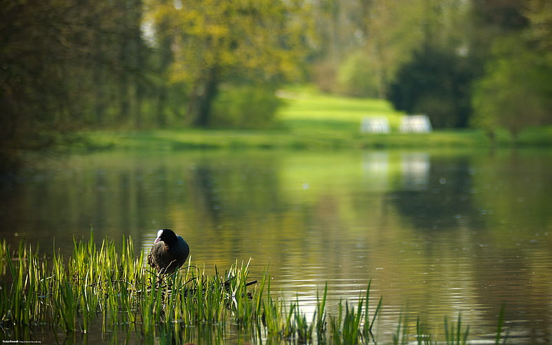 Lake-Nature Landscape selected, HD wallpaper