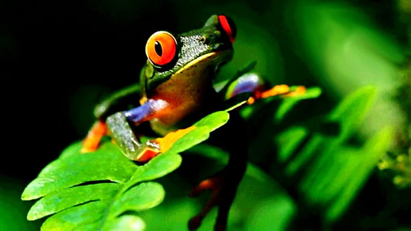 Closeup View Of Red Eyed Green Frog On Green Leaves Frog, HD wallpaper
