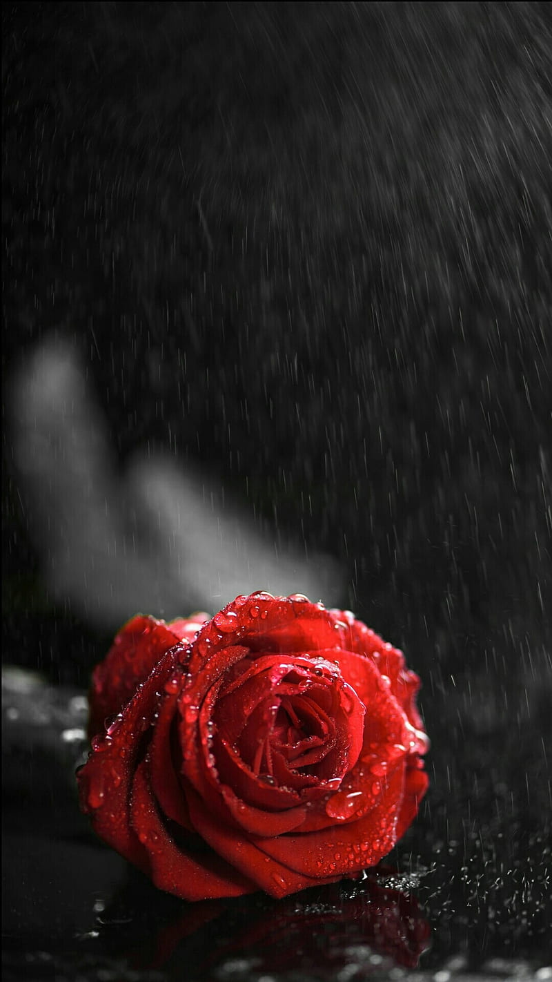 Rossa Rosa, flower, rose, icio, HD phone wallpaper