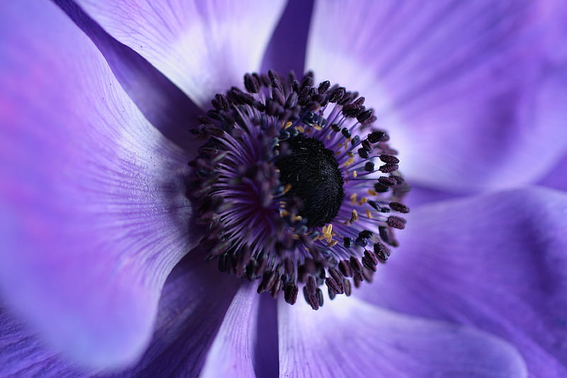 flower, macro, purple, closeup, HD wallpaper