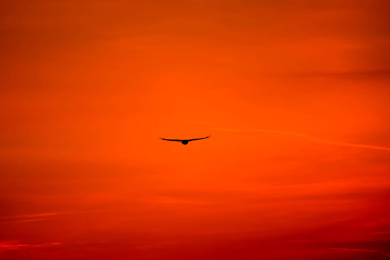 sunset, scenic, buzzard, red sky, predator, Animal, HD wallpaper